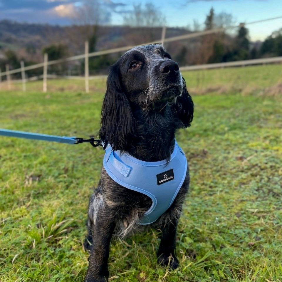 Pawliora Everyday Comfort Harness in Pale Blue