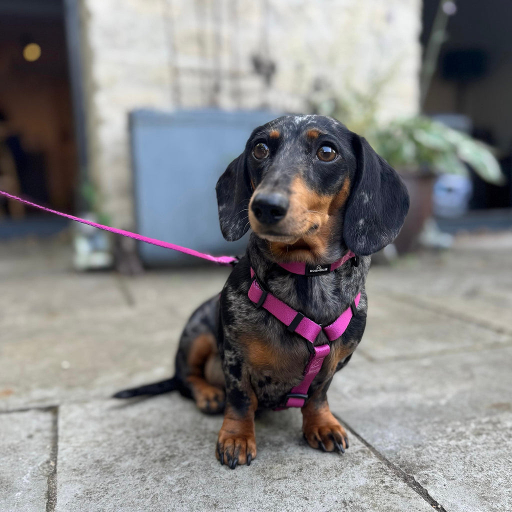 Pawliora Everyday Essential Harness in Dusty Rose
