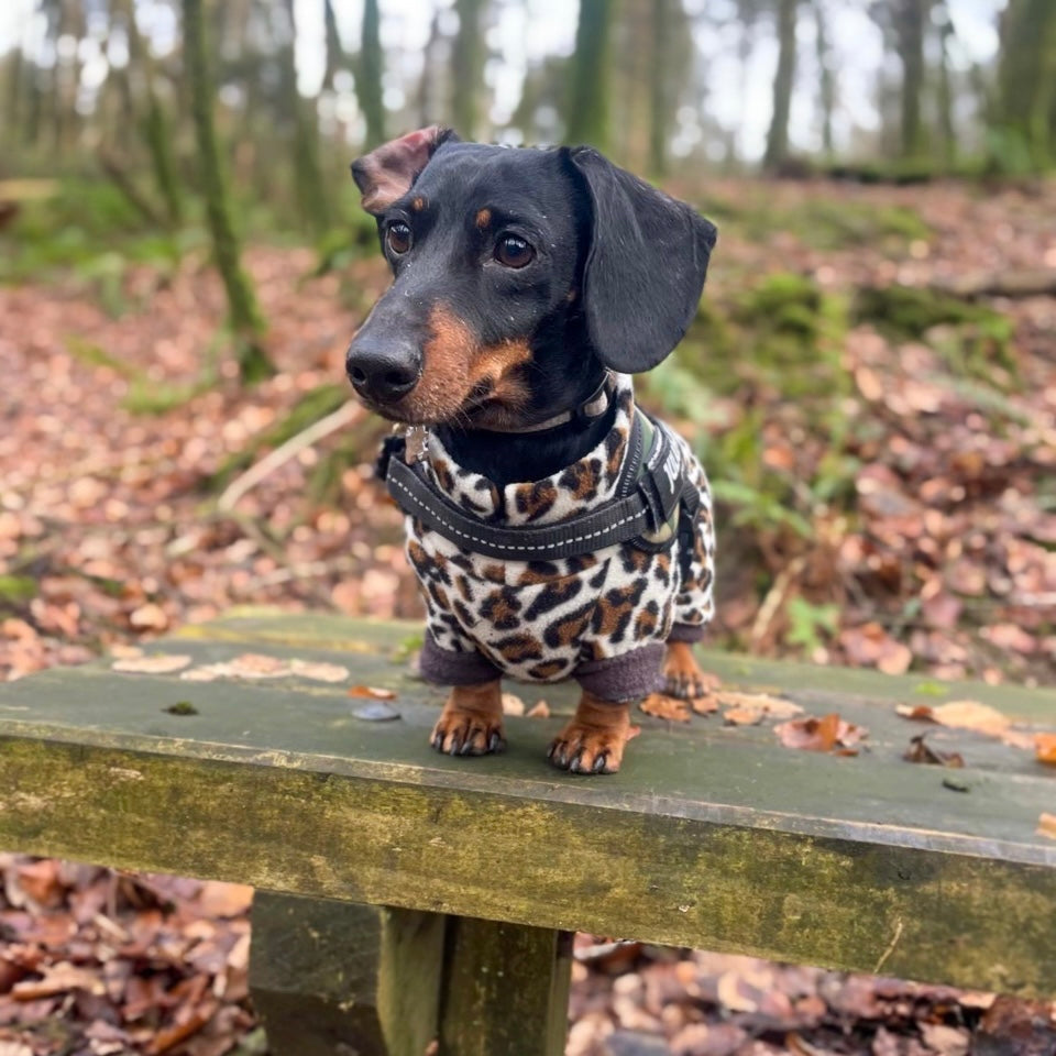 Dachshund Wild Animal Print Fleece Suits with 4 Legs