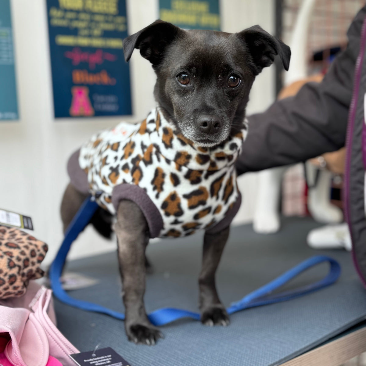 Wild Animal Print Fleece Jumper for Dogs