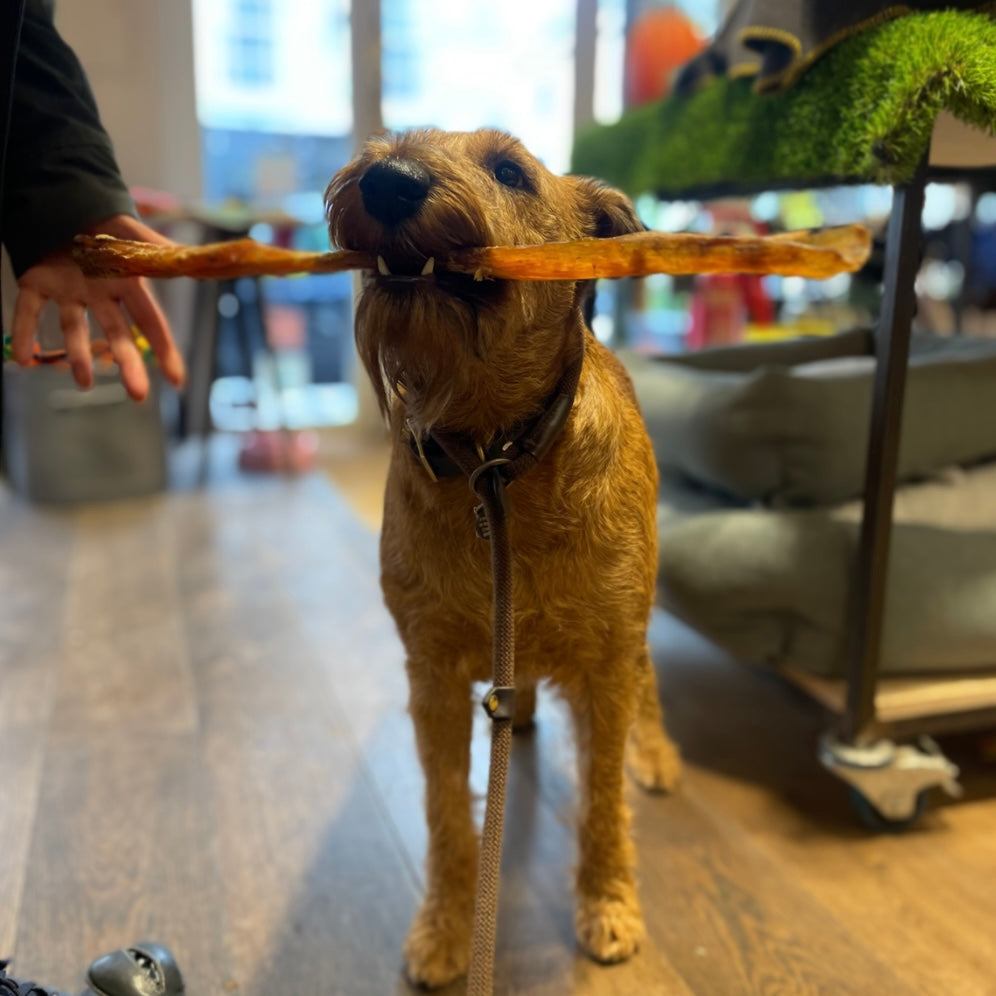 Anco Giant Paddywack Stick for Dogs