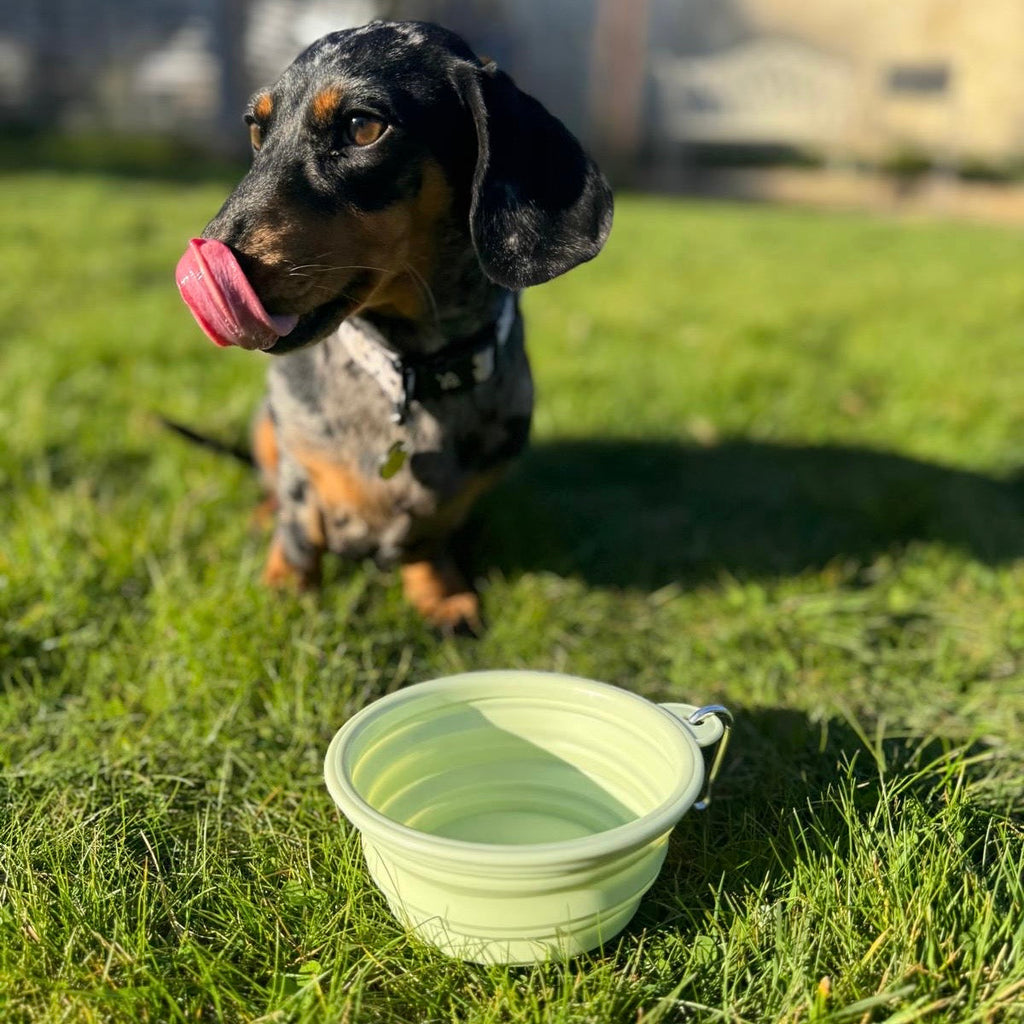 Pastel Collapsible Travel Bowls