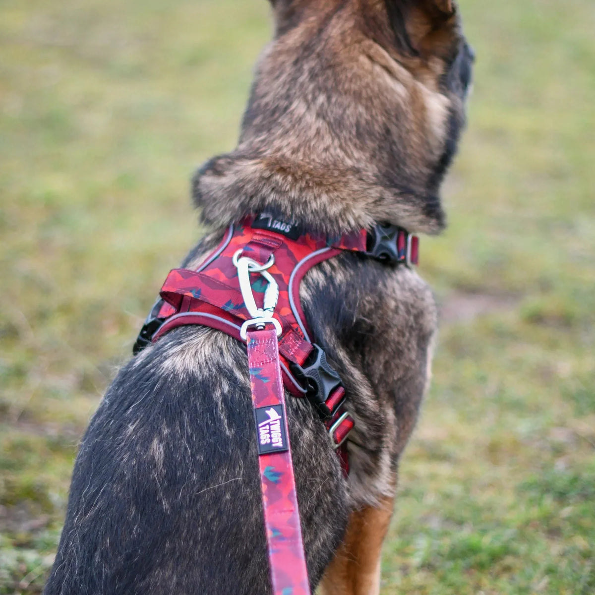 Twiggy Tags Adventure Lead Alpenglow