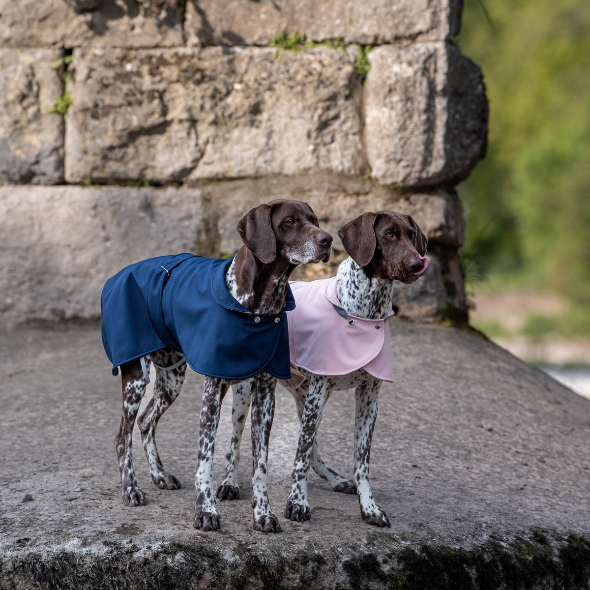 Pawliora Waterproof Coat for Dogs