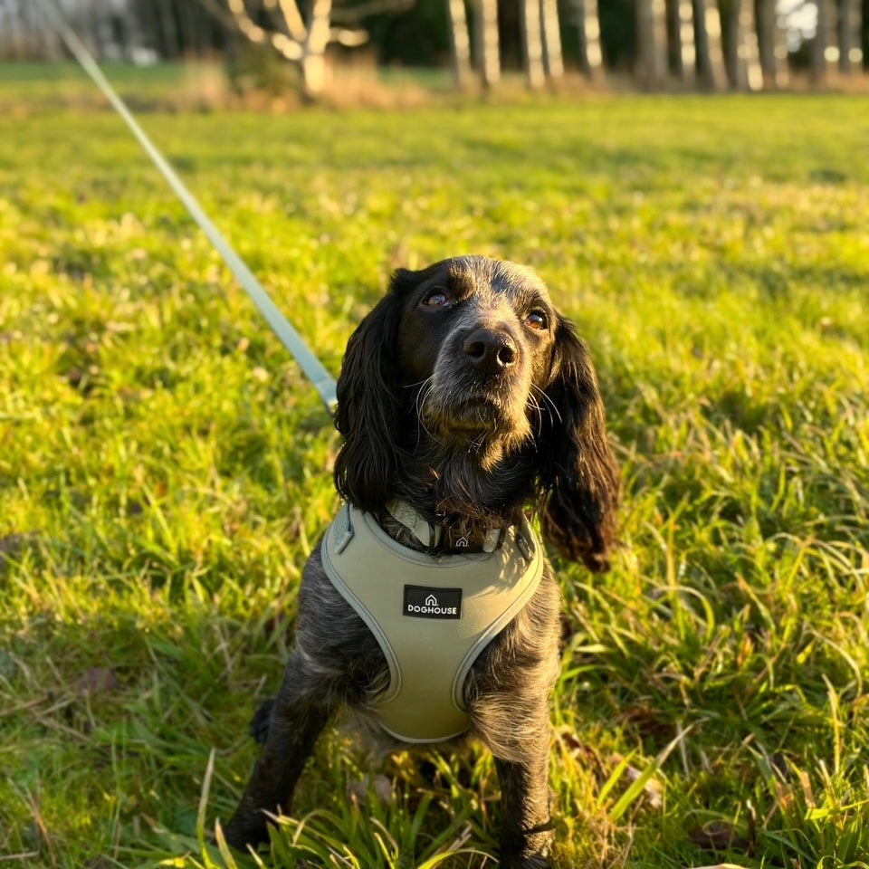 Pawliora Everyday Comfort Harness in Olive Green