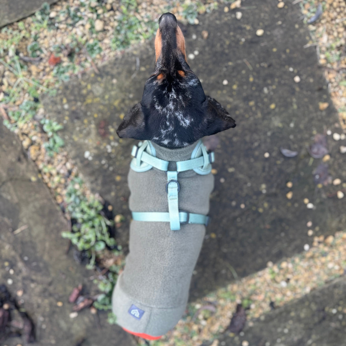 Pawliora Everyday Comfort Harness in Olive Green