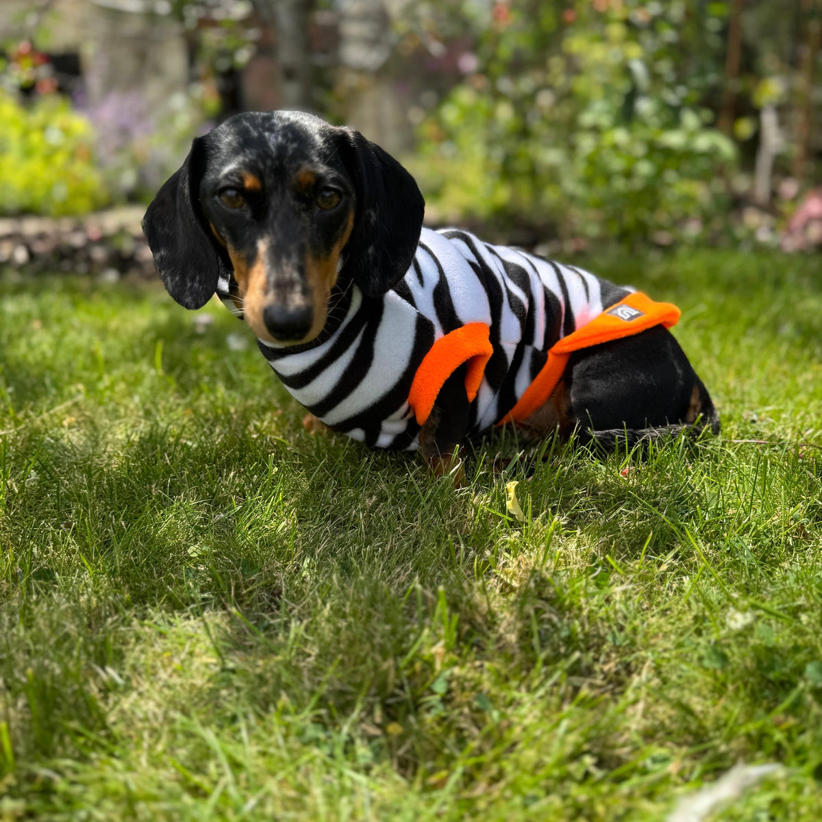 Dachshund Wild Animal Print Fleece Jumper