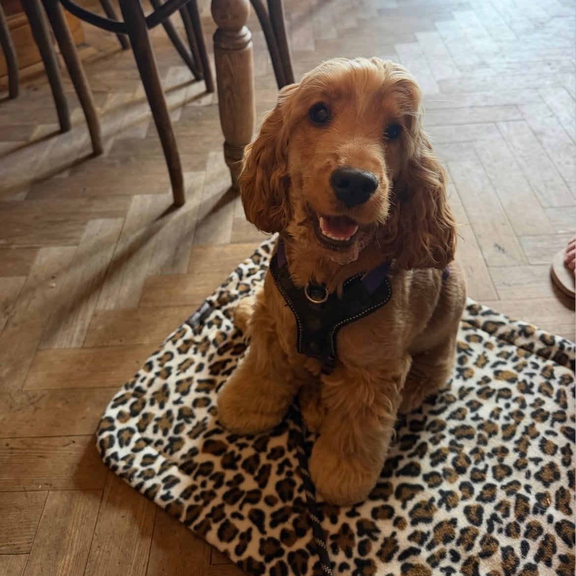 Pawliora Waterproof Pet Settle Mat
