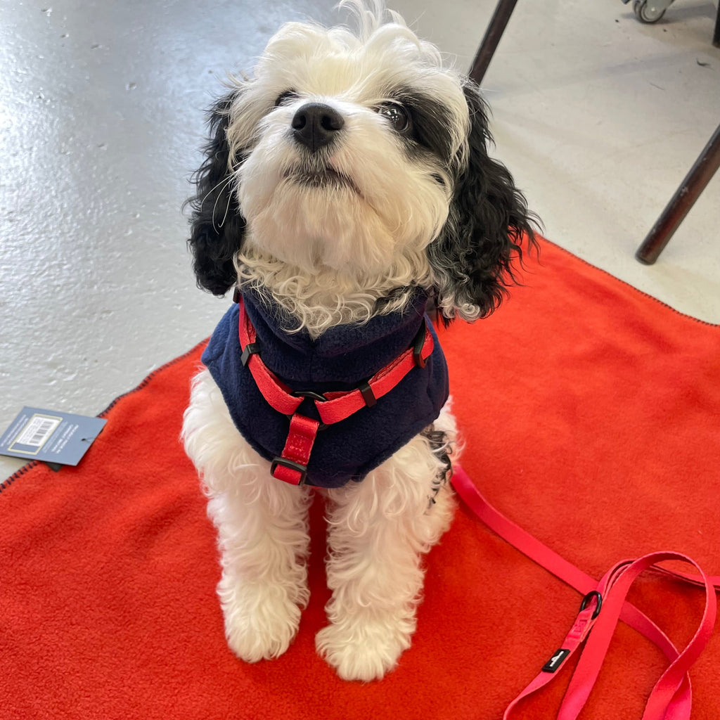Pawliora Everyday Essential Harness in Red