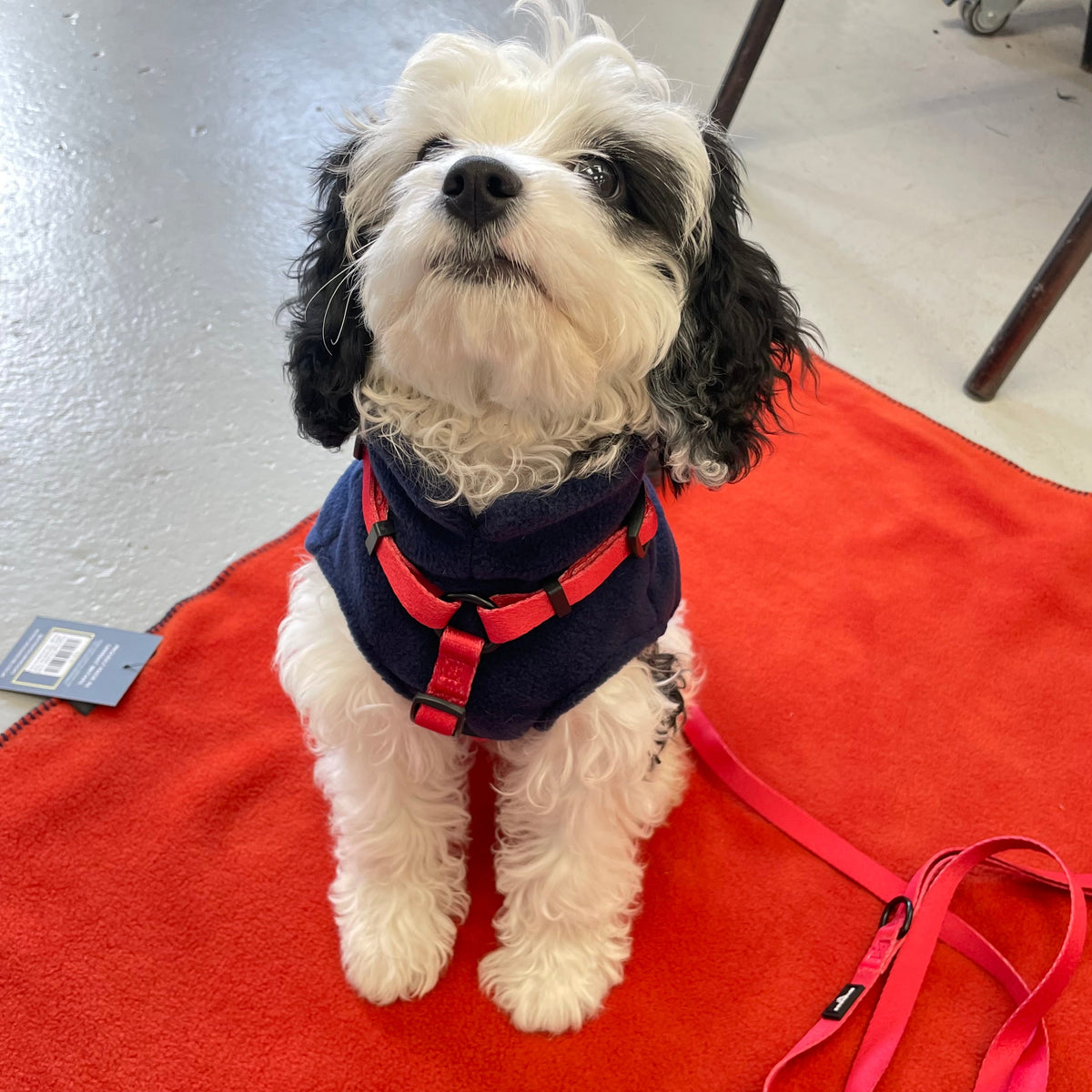 Pawliora Everyday Essential Harness in Red