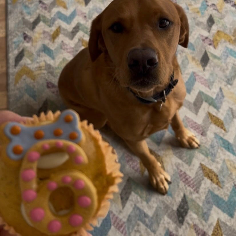 Birthday Number Cupcake for Dogs