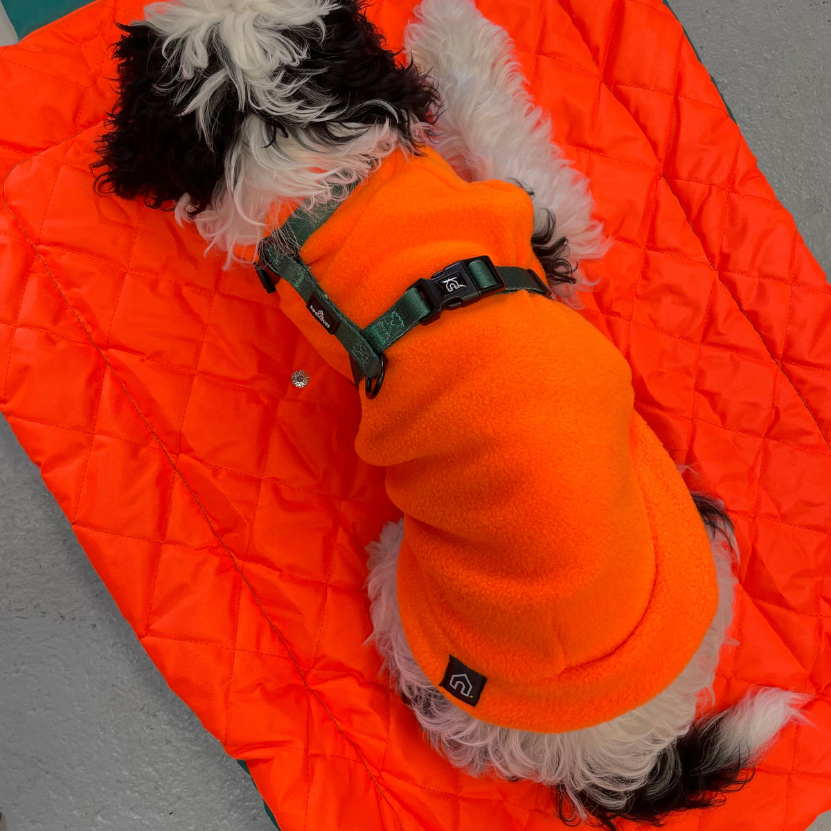 Pawliora Everyday Essential Harness in Forest Green
