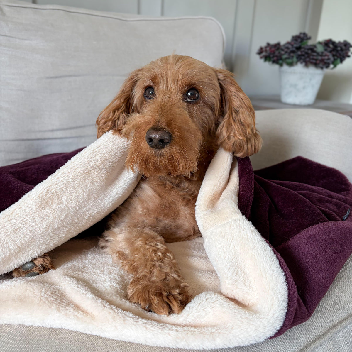 Pawliora Snuggle Sacks
