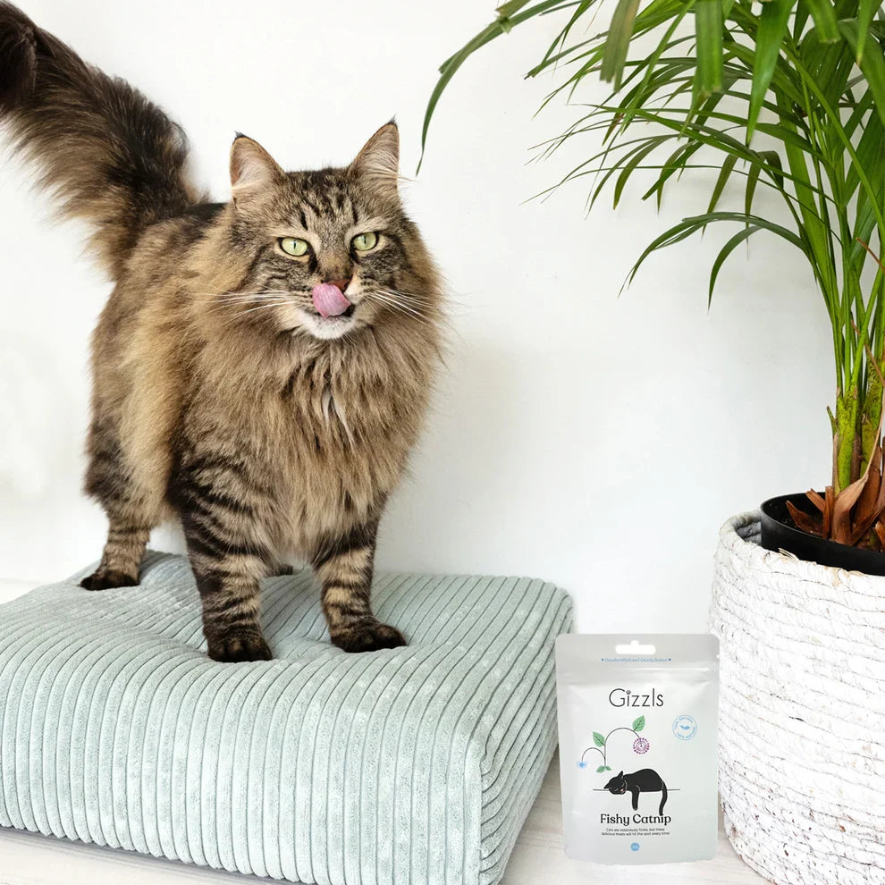 Gizzls Catnip Fish Cat Treats