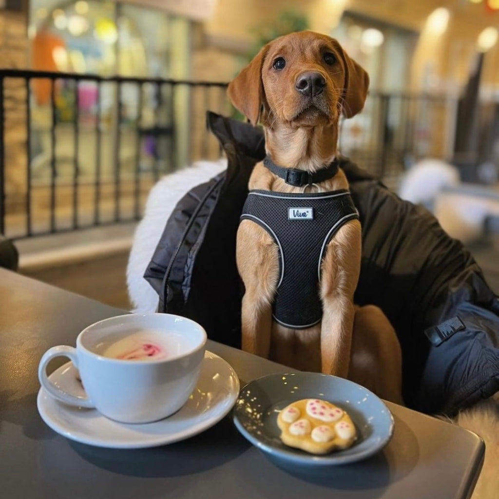 Paw Print Biscuits for Dogs