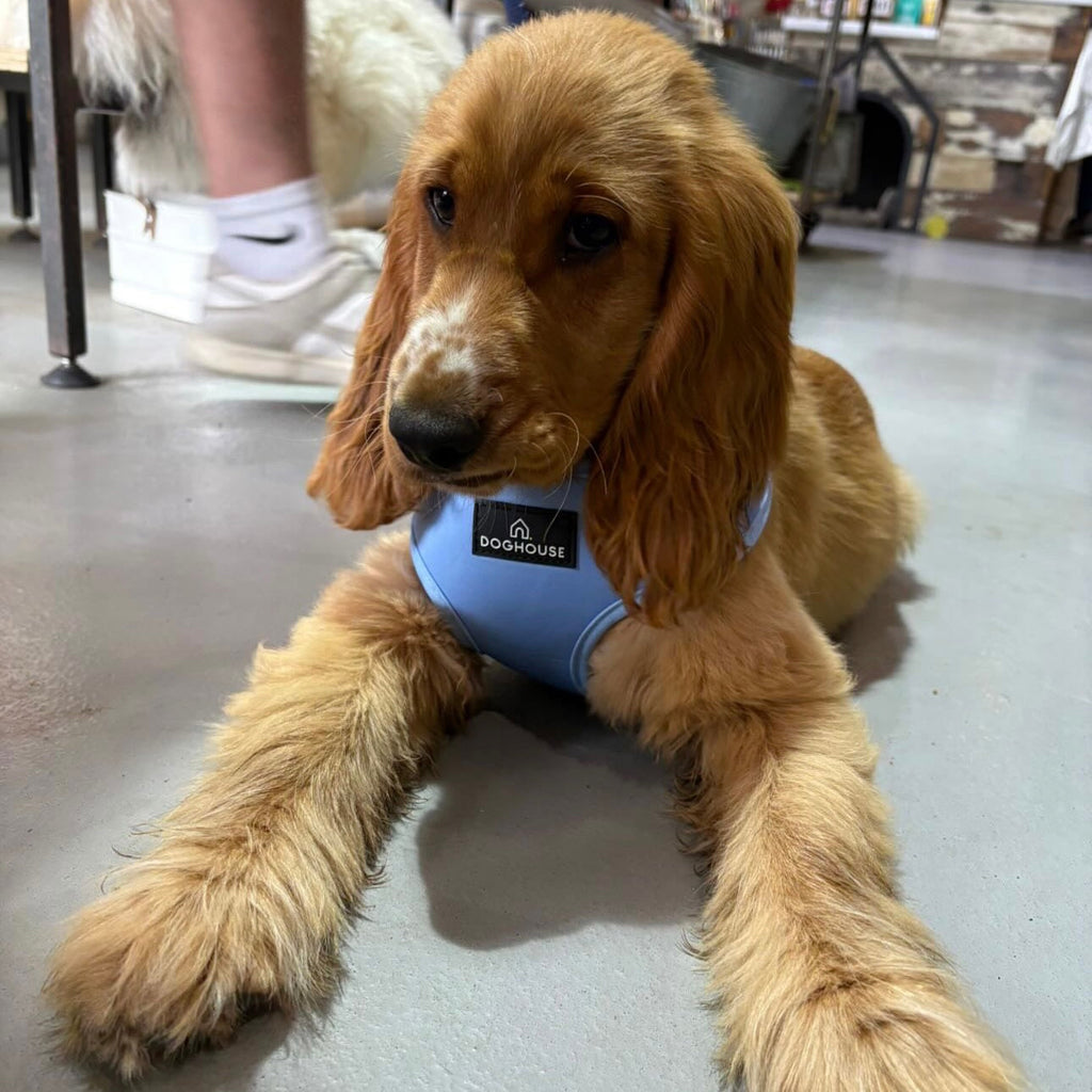 Pawliora Everyday Comfort Harness in Pale Blue