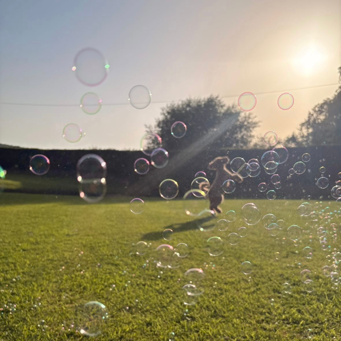 Meaty Edible Bubbles for Dogs