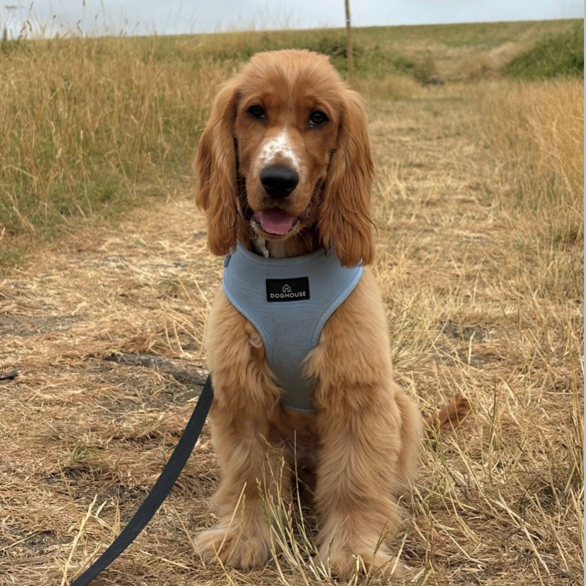 Pawliora Everyday Comfort Harness in Pale Blue