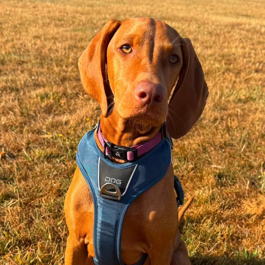 Pawliora Everyday Essential Collar in Dusty Rose