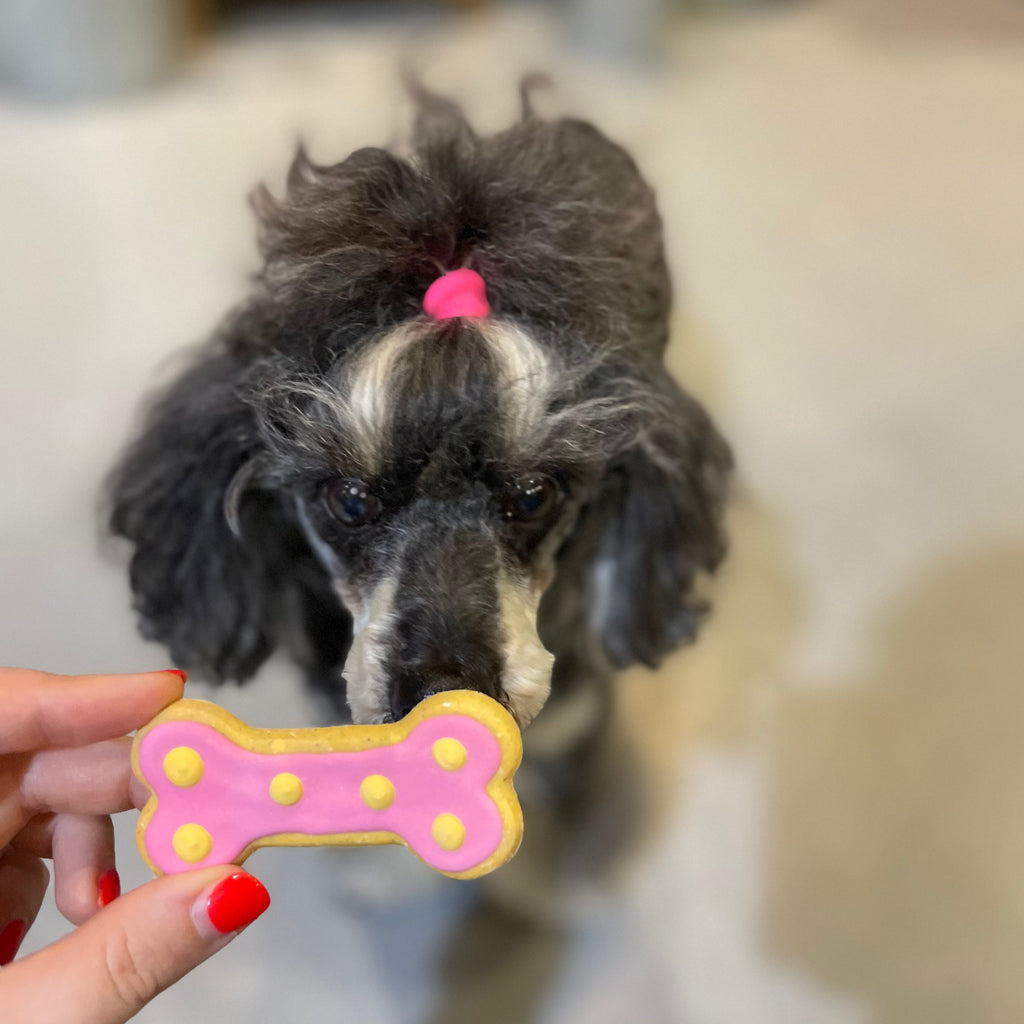 Iced Bone Biscuits for Dogs