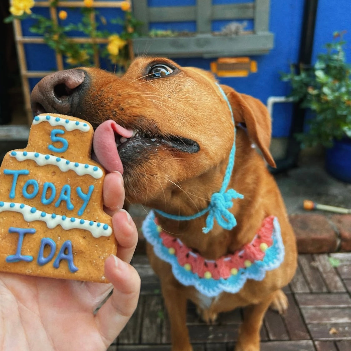 Personalised Three Tier Birthday Biscuit for Dogs