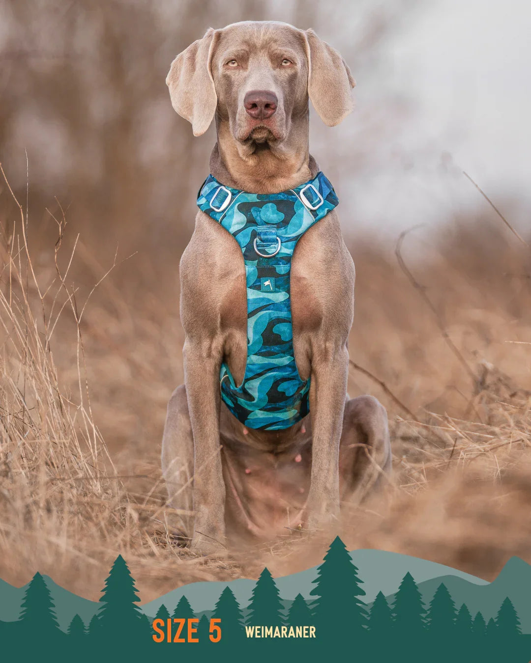 Twiggy Tags Adventure 2.0 Harness in Lagoon