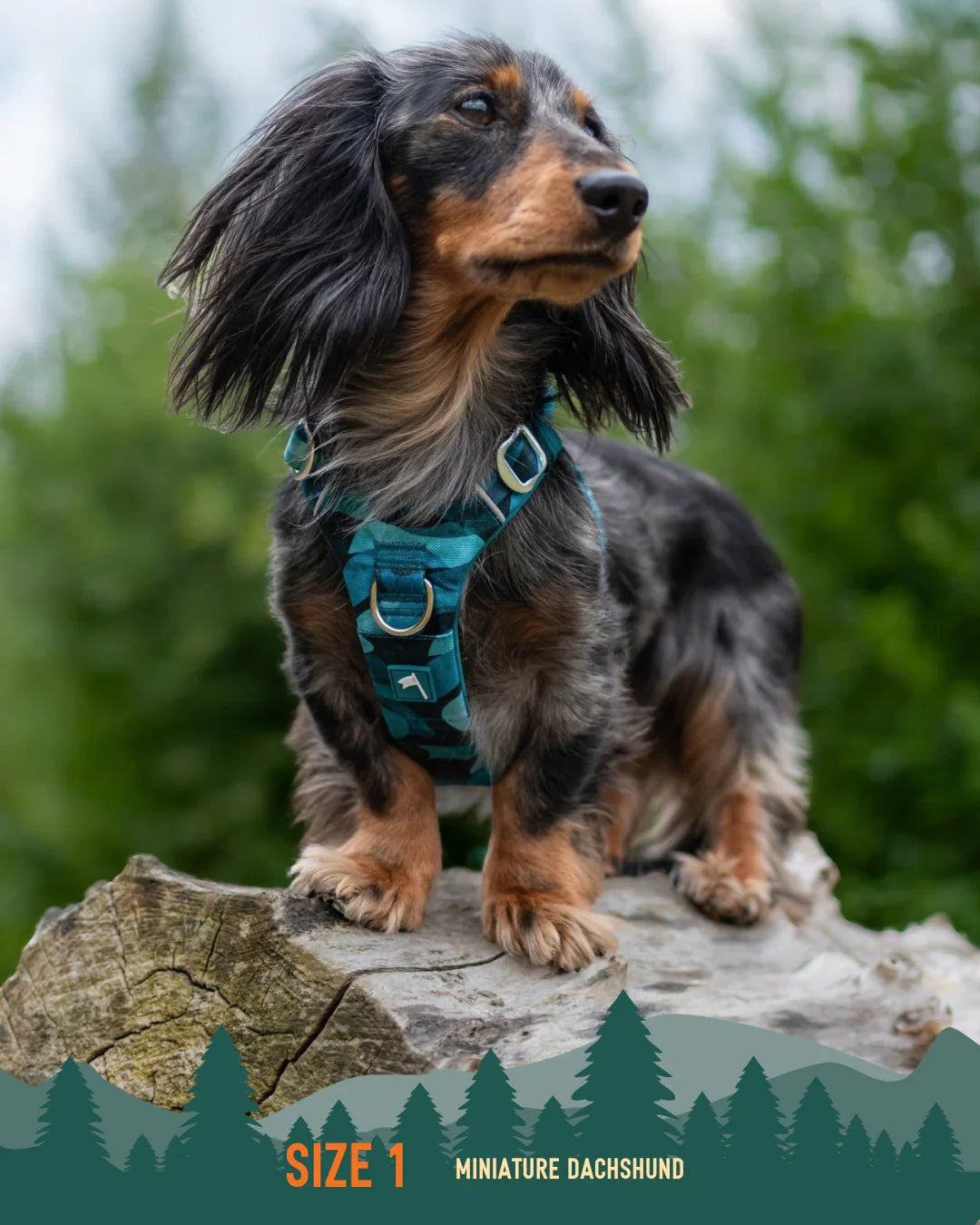 Twiggy Tags Adventure 2.0 Harness in Lagoon