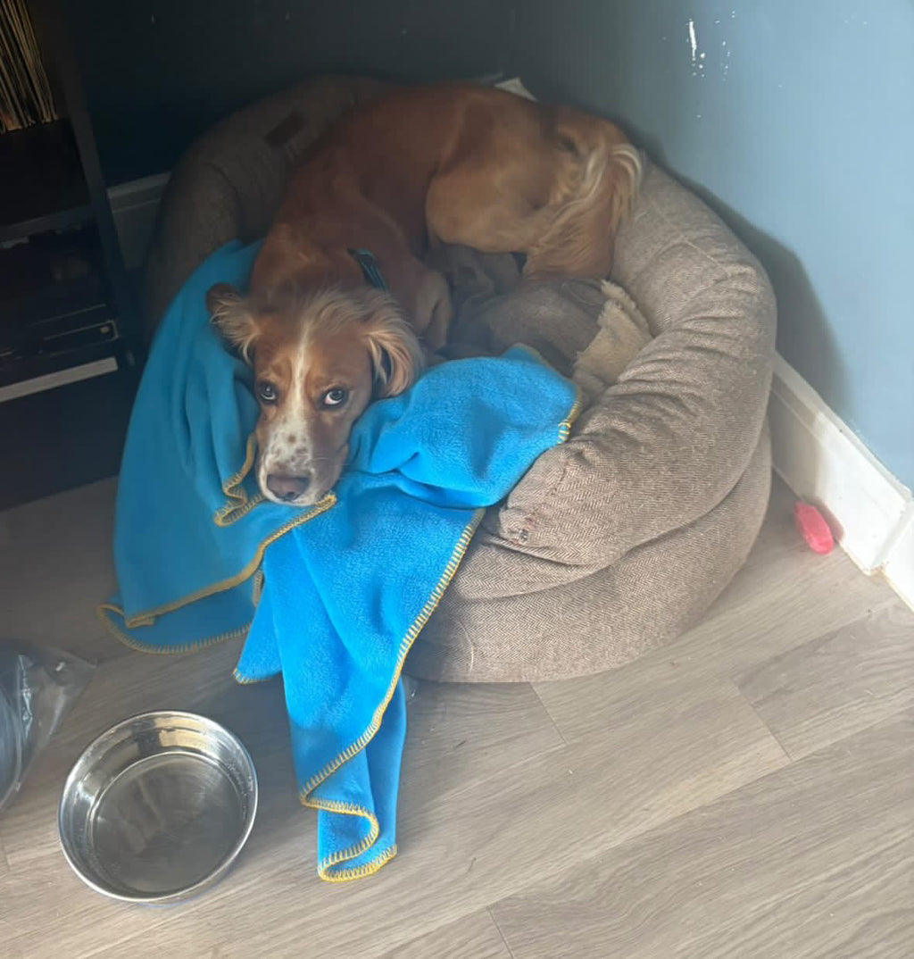 Pawliora Single Stitched Blankets for Dogs