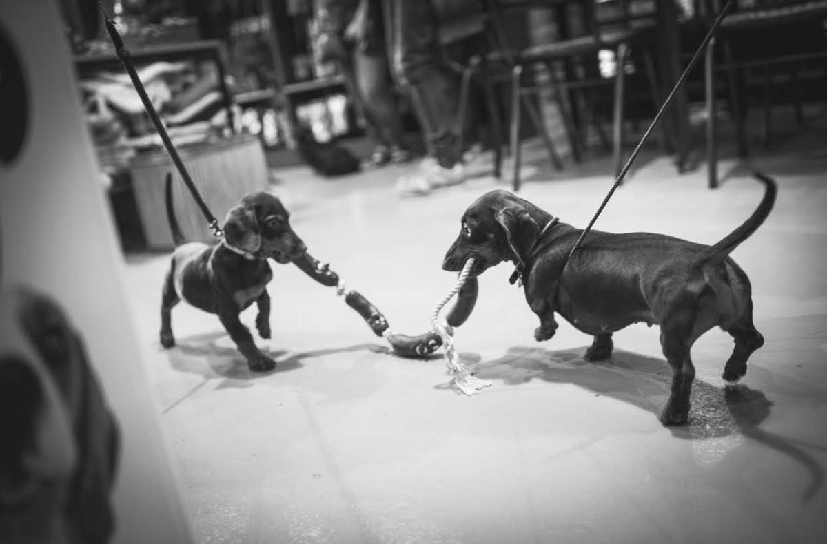 String of Sausages on Rope Dog Toy