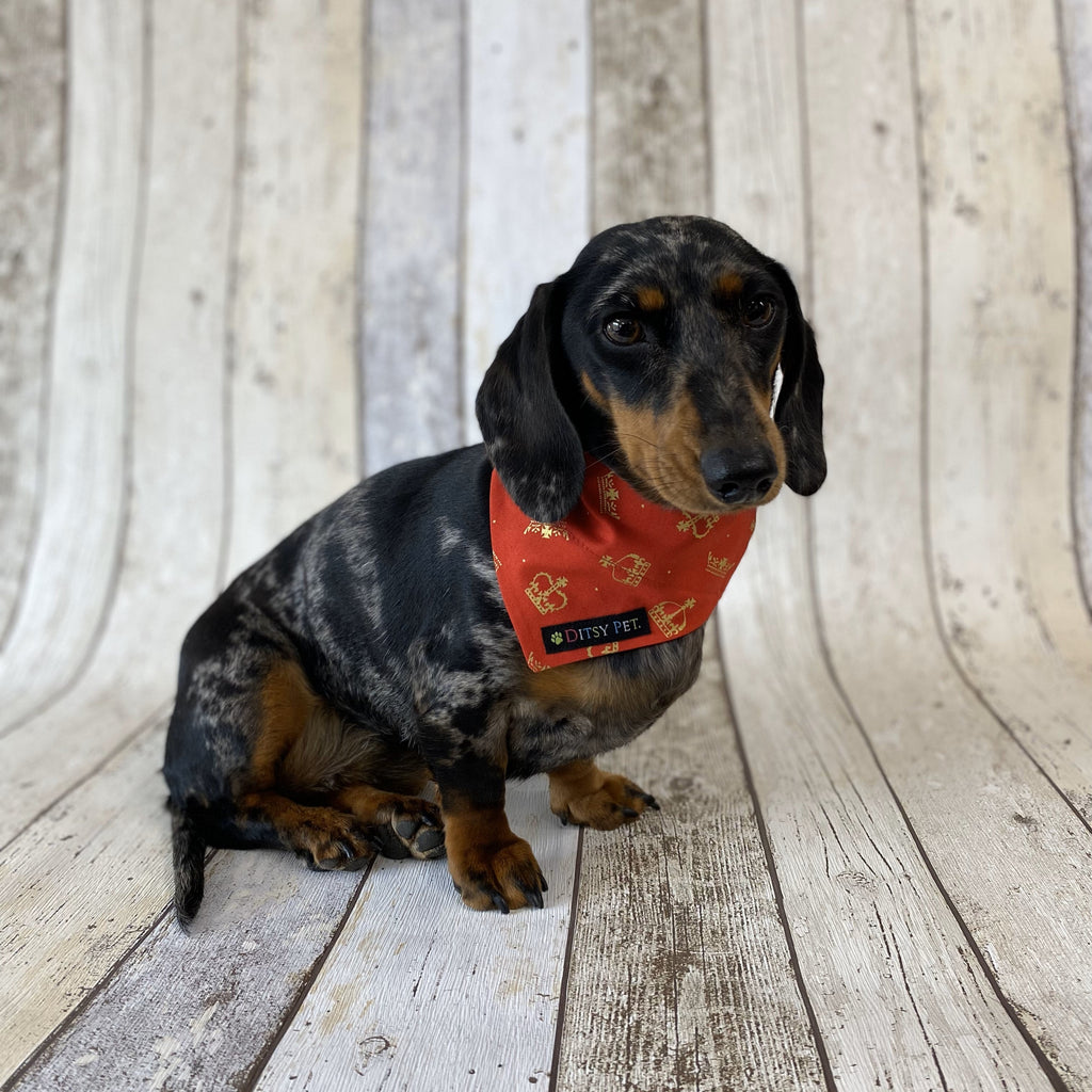 Golden Crown Dog Bandana