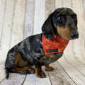 Golden Crown Dog Bandana