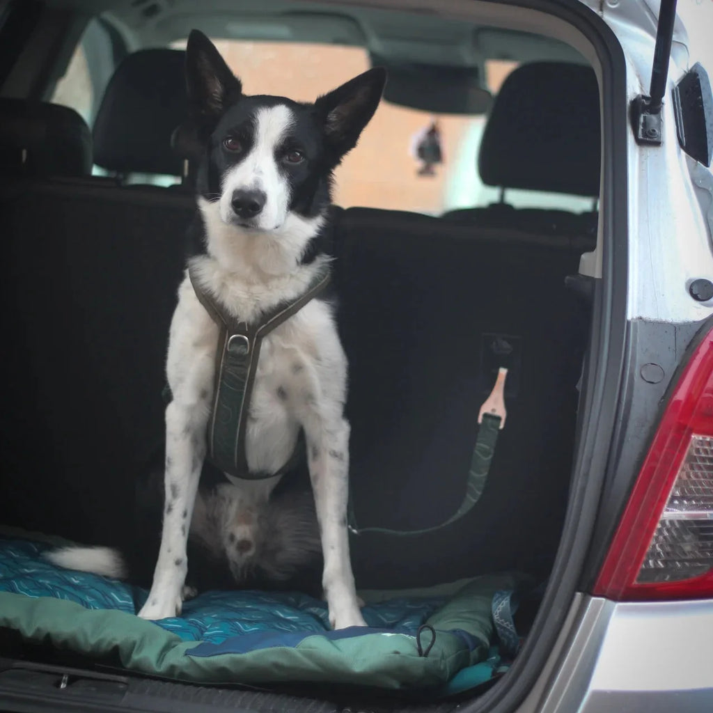 Twiggy Tags ISOFIX Dog Seat Belt