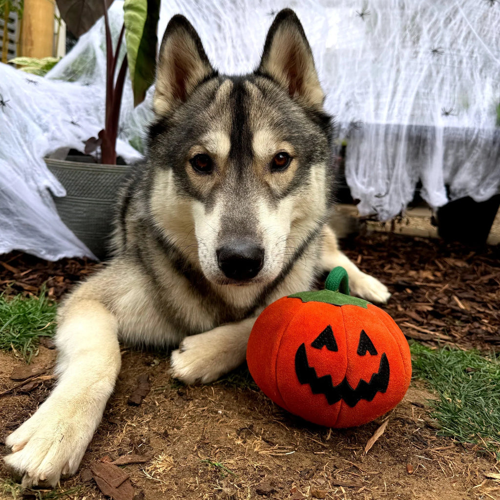 Green & Wilds Patch the Pumpkin Eco Dog Toy