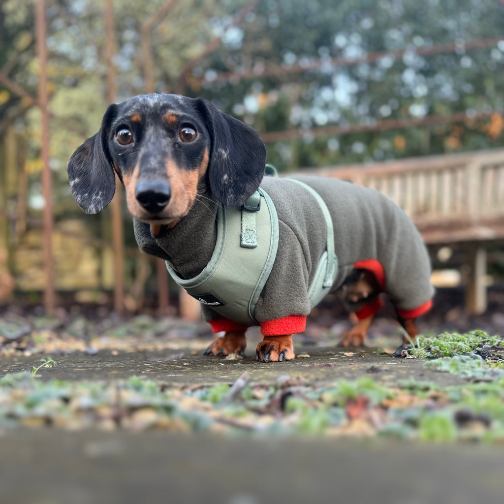 Pawliora Everyday Comfort Harness in Olive Green
