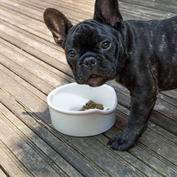 Great&Small Ceramic Flat Nosed Dog Bowl