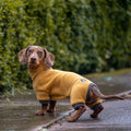 Dachshund Fleece Winter Suits with 4 Legs