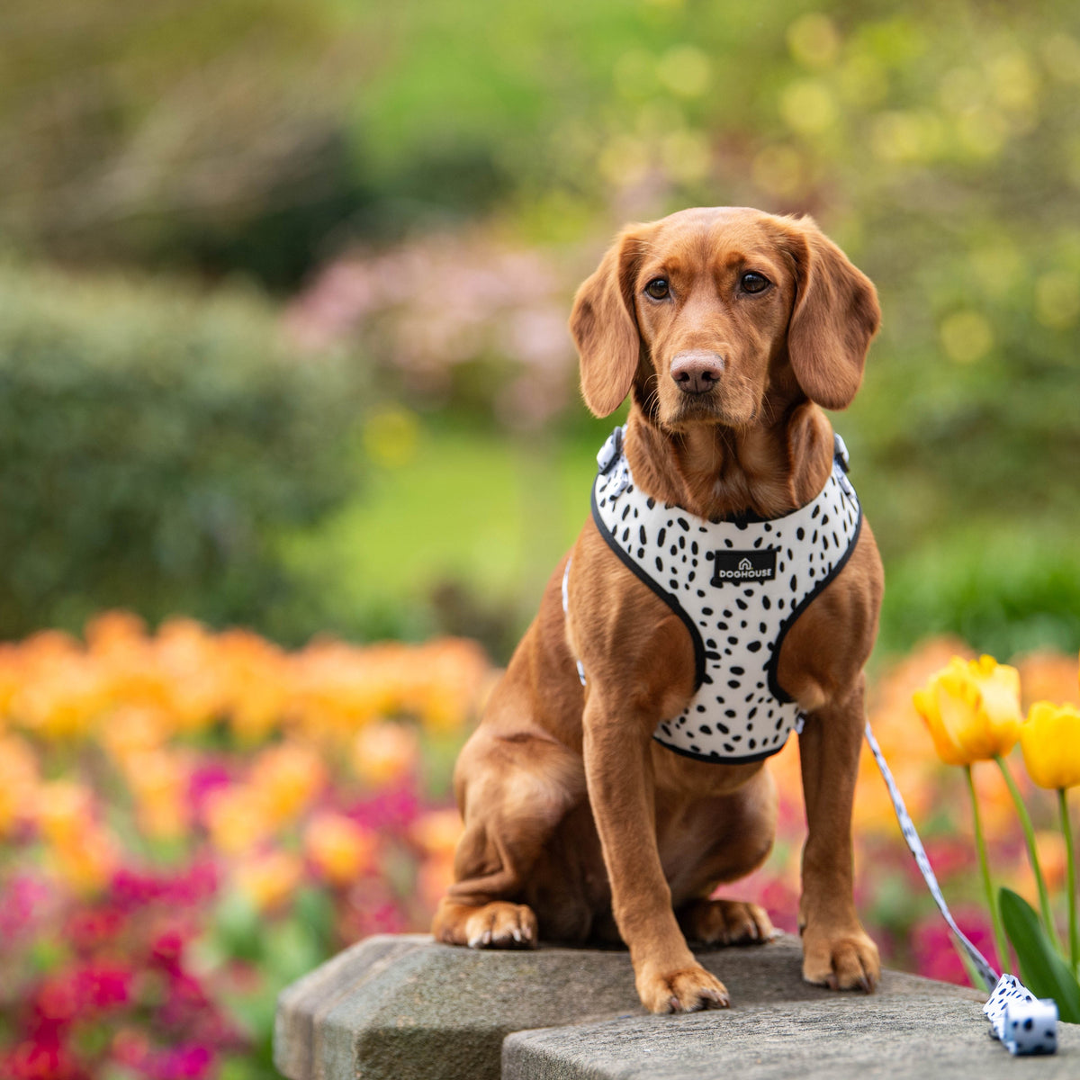 Pawliora Everyday Comfort Harness in Dalmatian Spot