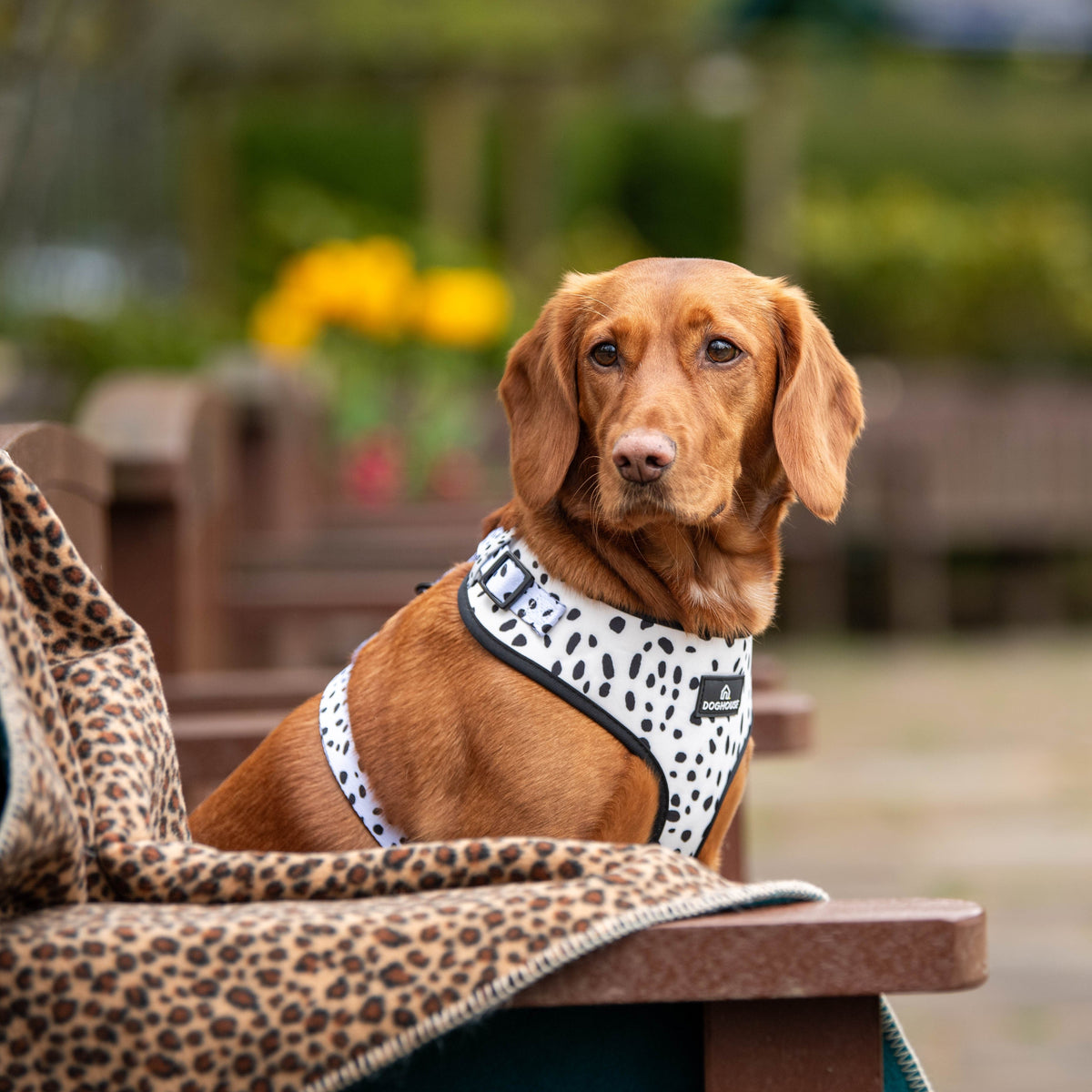 Pawliora Double Wild Blankets for Dogs