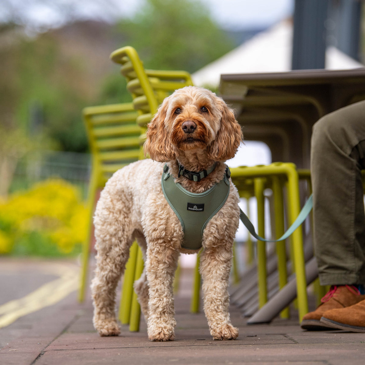 Pawliora Everyday Comfort Dog Lead in Olive Green