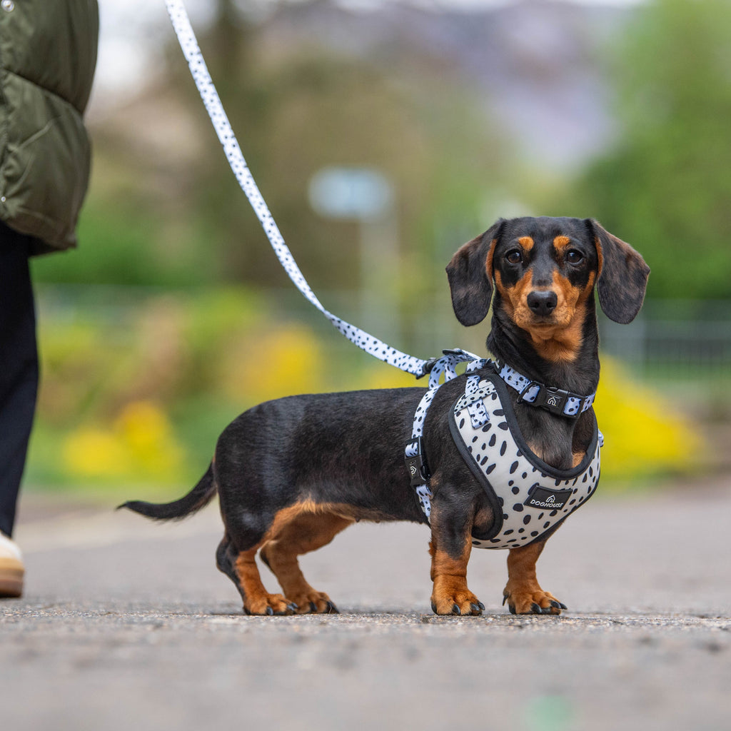 Pawliora Everyday Comfort Harness in Dalmatian Spot