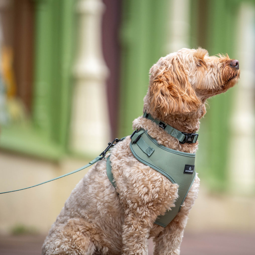 Pawliora Everyday Comfort Harness in Olive Green