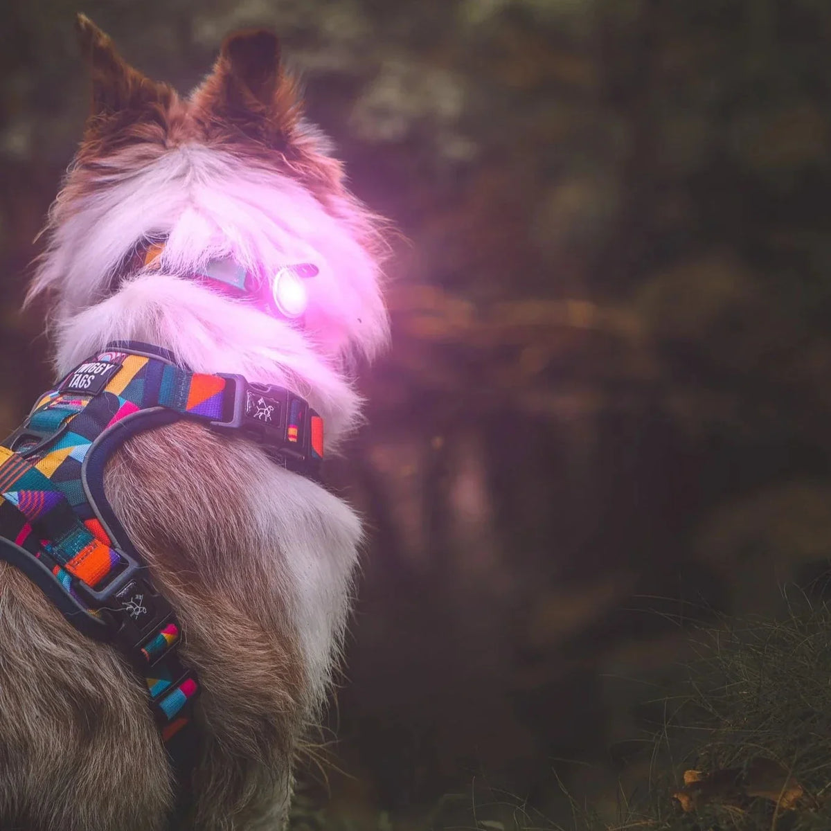 Twiggy Tags TrekBright Dog Safety Light