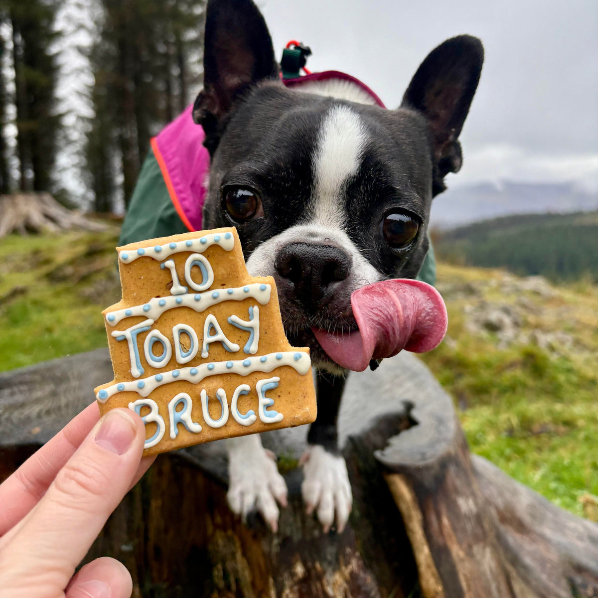 Personalised Three Tier Birthday Biscuit for Dogs