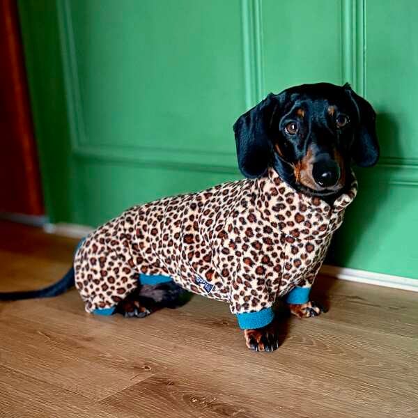 Dachshund Wild Animal Print Fleece Suits with 4 Legs