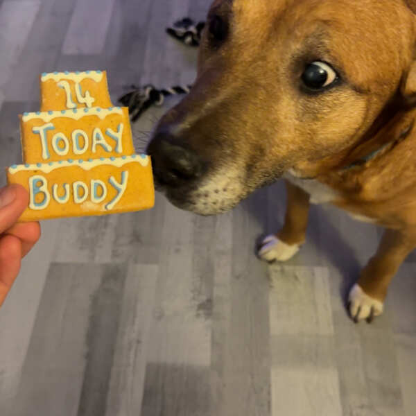 Personalised Three Tier Birthday Biscuit for Dogs