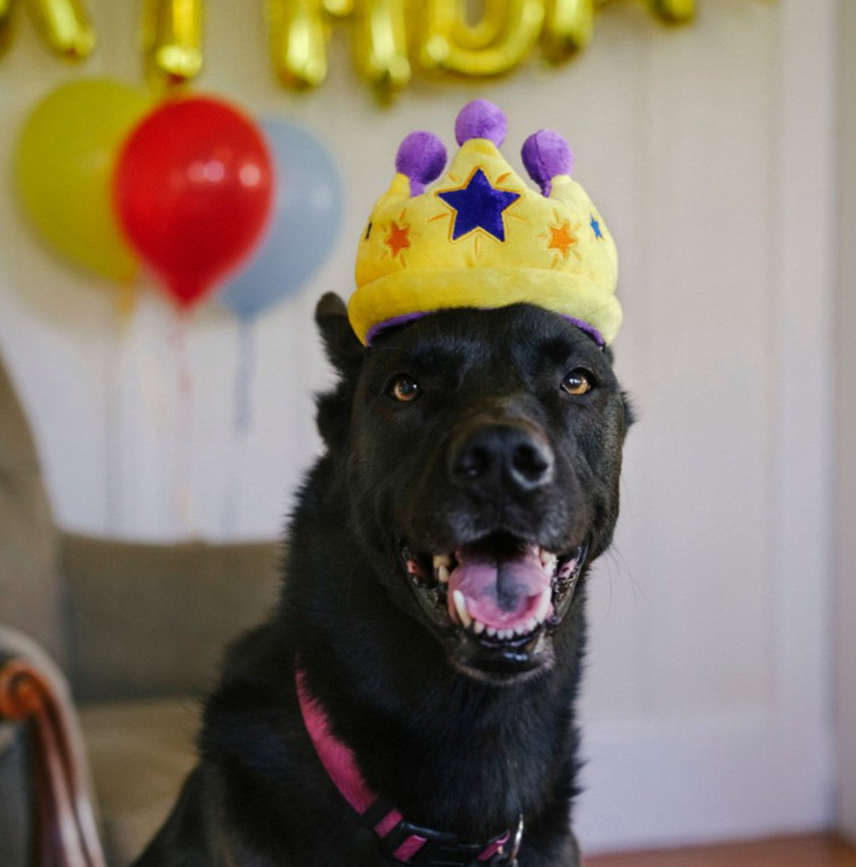 P.L.A.Y. Gold Crown Dog Toy