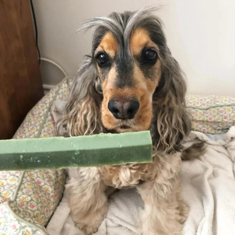 W'Zis The Fang Dental Chew Pouch