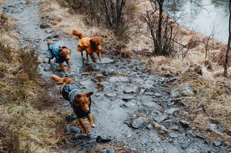 Hurtta Monsoon ECO Waterproof Dog Coat