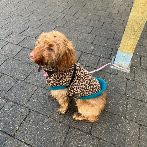 Wild Animal Print Fleece Jumper for Dogs