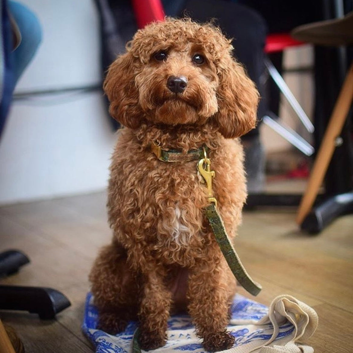 Handmade Cork Eco Dog Leads
